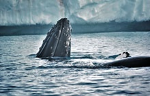 Sortie observation des baleines
