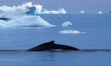 Disko Bay Kayaking Adventure