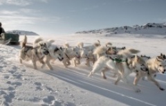 Dog-sledding in Greenland
