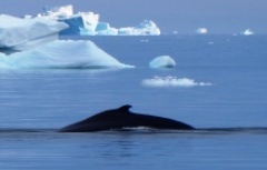 Whale watching among icebergs in Greenland