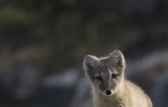 Cute arctic fox in Disko Bay Greenland